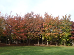 ナツツバキ　芝生広場